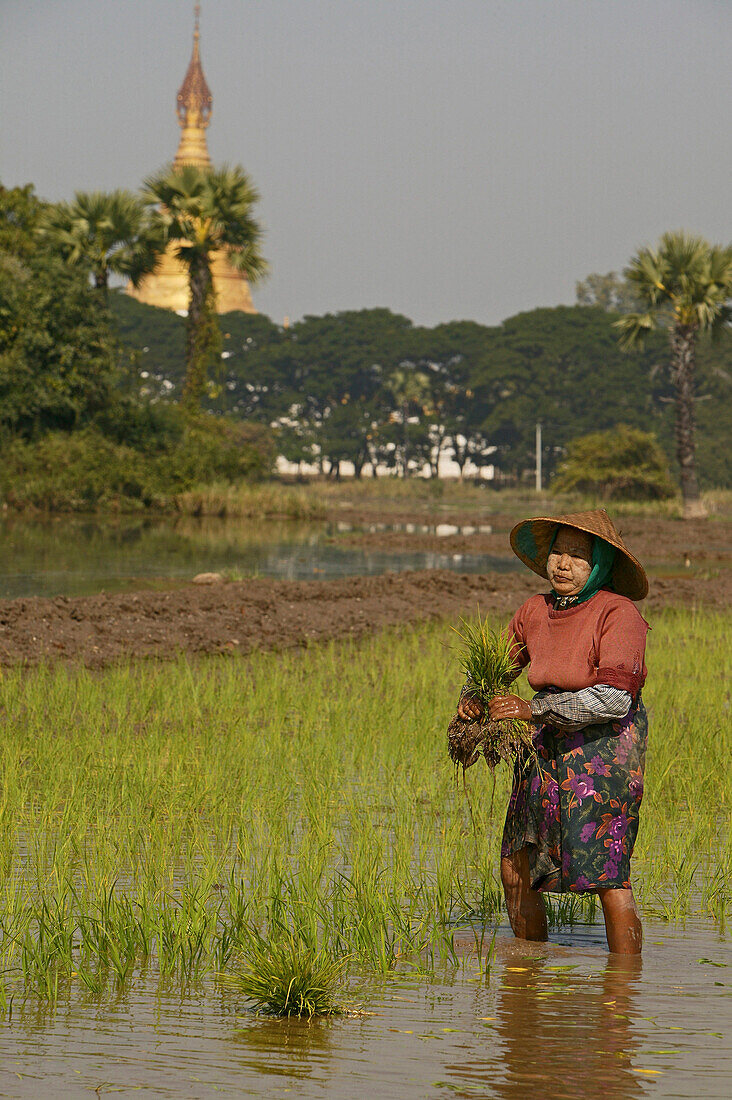 Woman planting rice, in fields by Ava, Frau im Hut, beim Reis einpflanzen, Feldarbeit