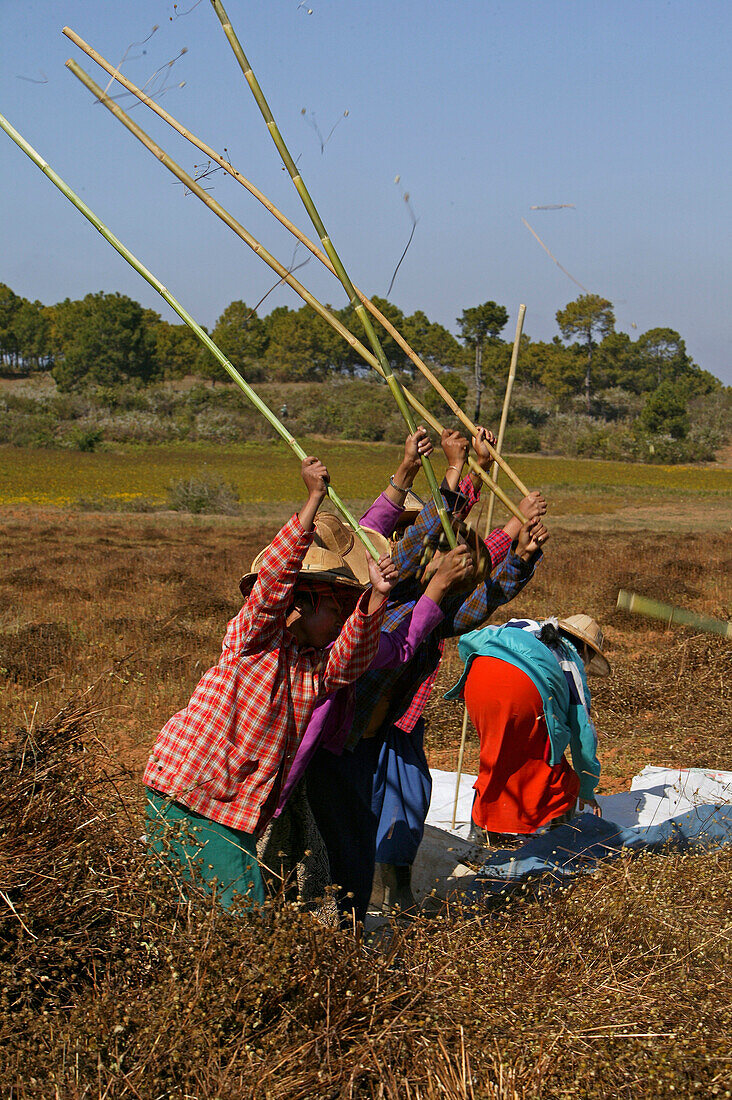 Women working in field, Burma, Landwirtschaft bei Pindaya, threshing sesame plants to separate the seeds used for oil, Dreschen von getrocknete Sesampflanzen, Feldarbeiterinnen, Feldarbeit