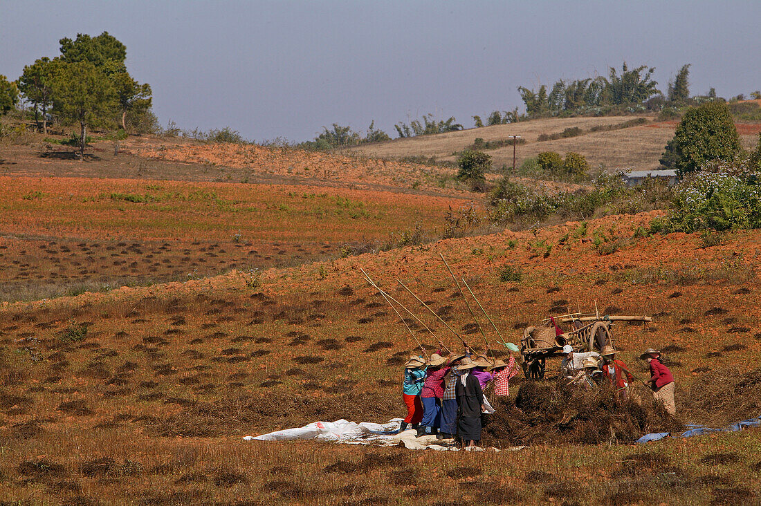 Women working in field, Burma, Landwirtschaft bei Pindaya, threshing sesame plants to separate the seeds used for oil, Dreschen von getrocknete Sesampflanzen, Feldarbeiterinnen, Feldarbeit