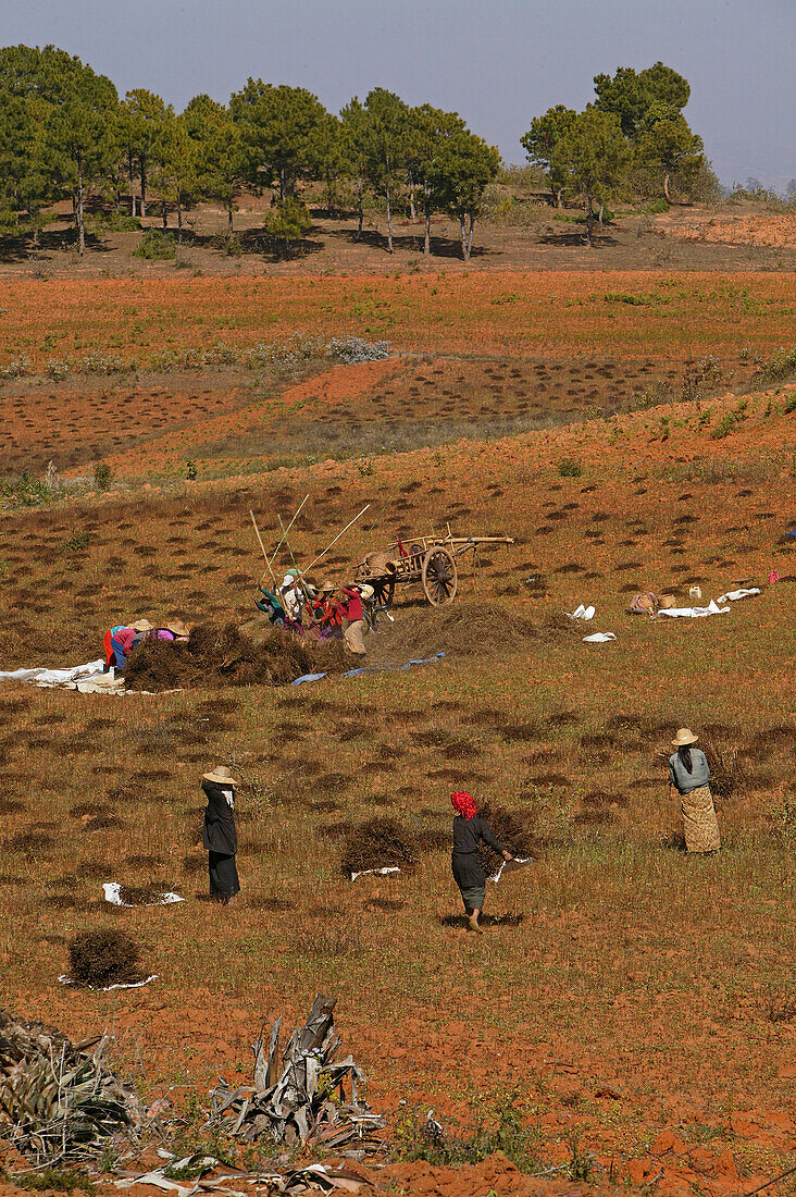 Women working in field, Burma, Landwirtschaft bei Pindaya, threshing sesame plants to separate the seeds used for oil, Dreschen von getrocknete Sesampflanzen, Feldarbeiterinnen, Feldarbeit