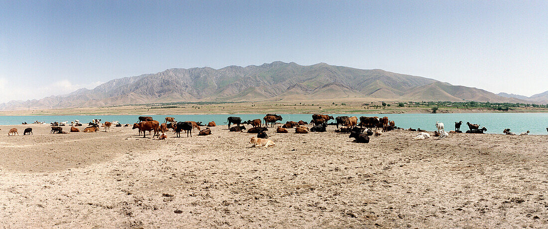 Kuhherde, Seidenstraße, Usbekistan