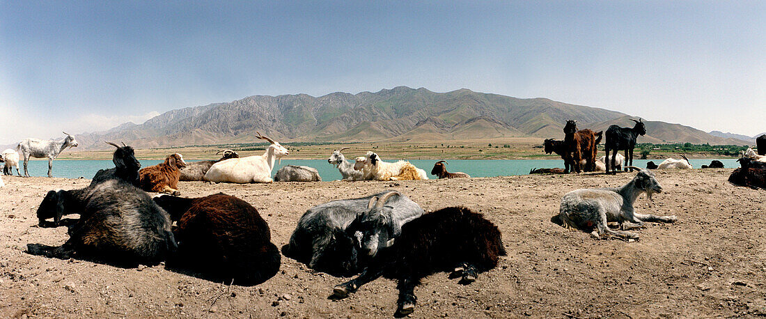 Goats, Silk Road, Uzbekistan