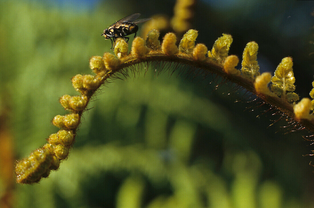 Close-up of a fly on young fern, New Zealand, Oceania