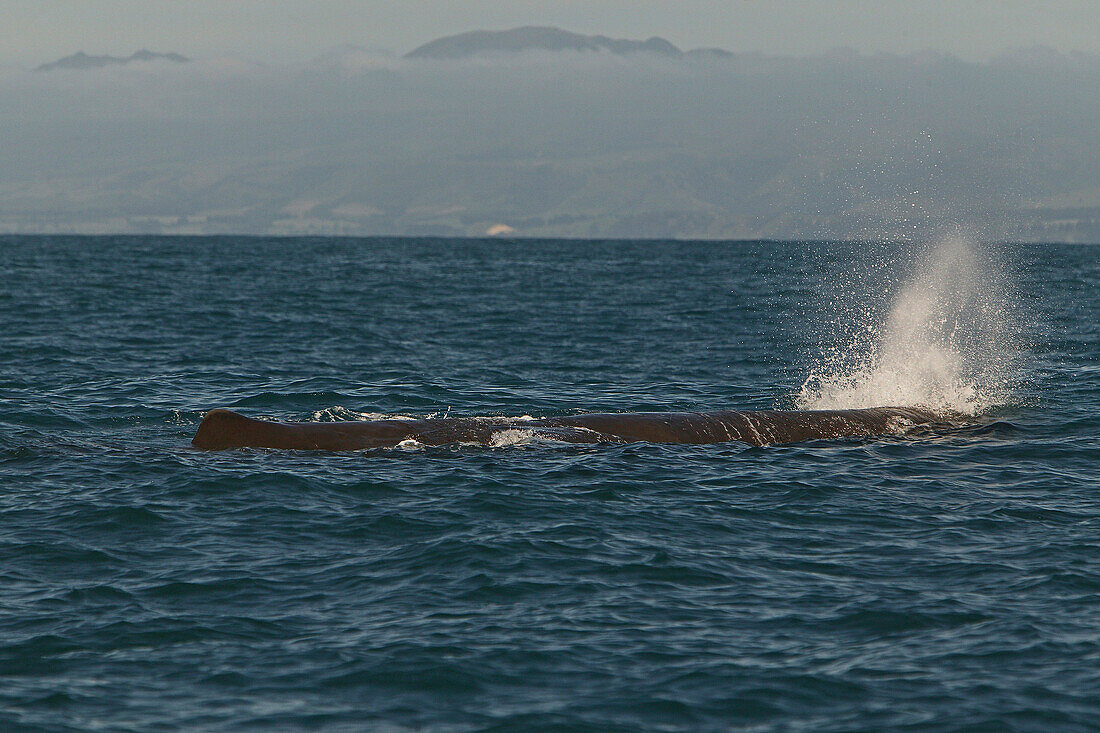 Pottwal an der Wasseroberfläche, größtes Raubtier der Erde, Kaikoura, Neuseeland, Ozeanien