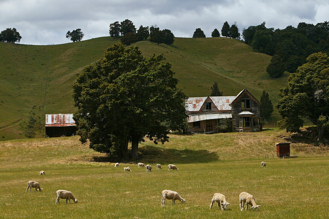 Verlassenes Holzhaus in idyllischer Landschaft, Neuseeland, Ozeanien
