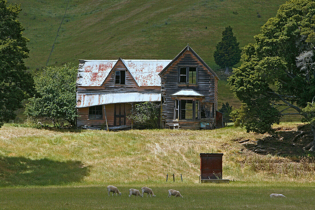 Deserted timber house, South Island NZ, Derelict wooden house, near Nelson, verlassenes Holzhaus in der Landschaft