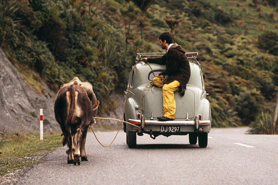 Farmer Greg with car and cow Blossom on a country road, New Zealand, Oceania