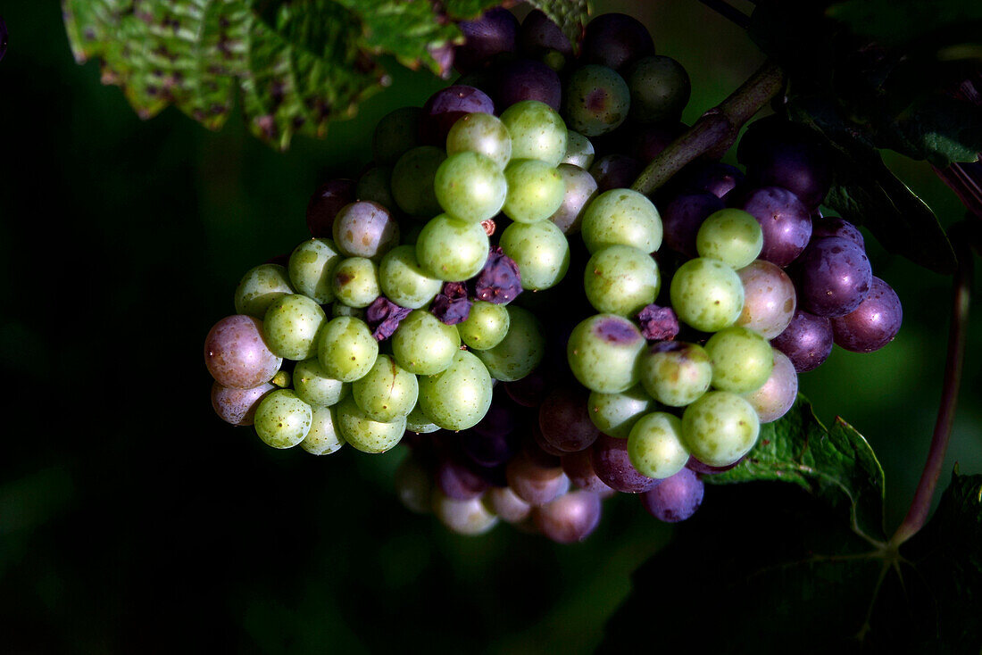 Grapes, Close-up