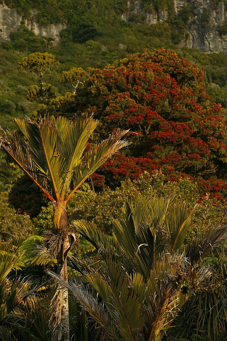 Nikau palm and flowering Rata tree, Nikau Palme, bluehende Ratabaum, Paparoa NP, wild west coast, South Island, New Zealand