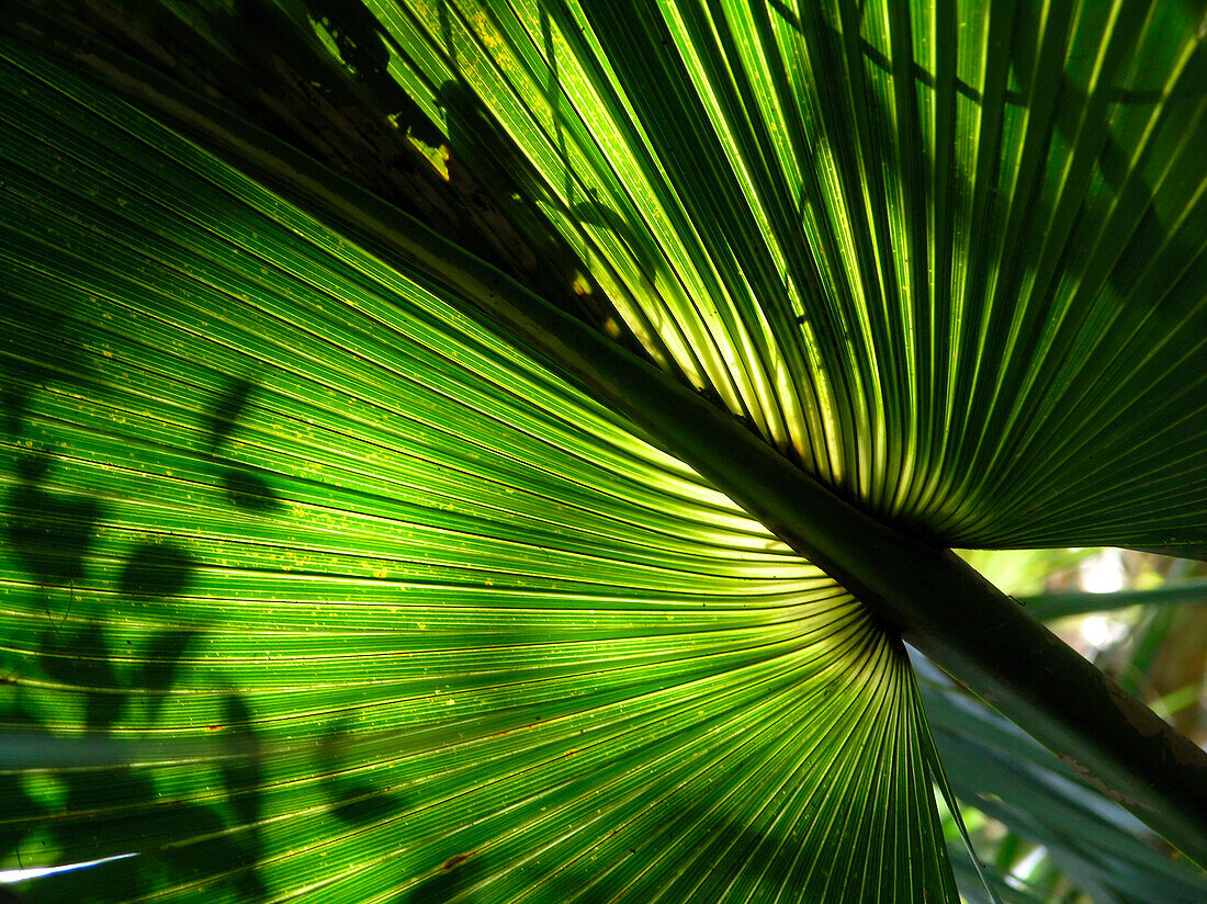 Big Leaf, Everglades, Florida, America