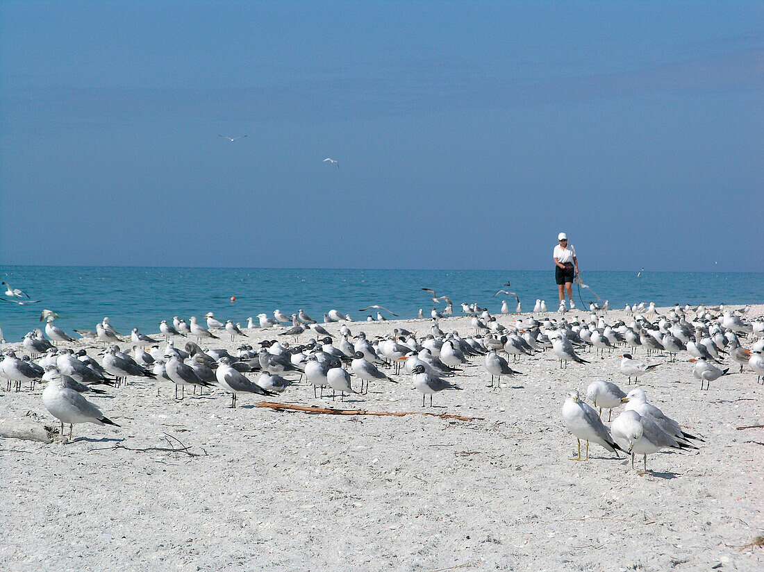 Eine Person und ein Schwarm Möwen am Strand, Sanibel Island, Florida, Amerika