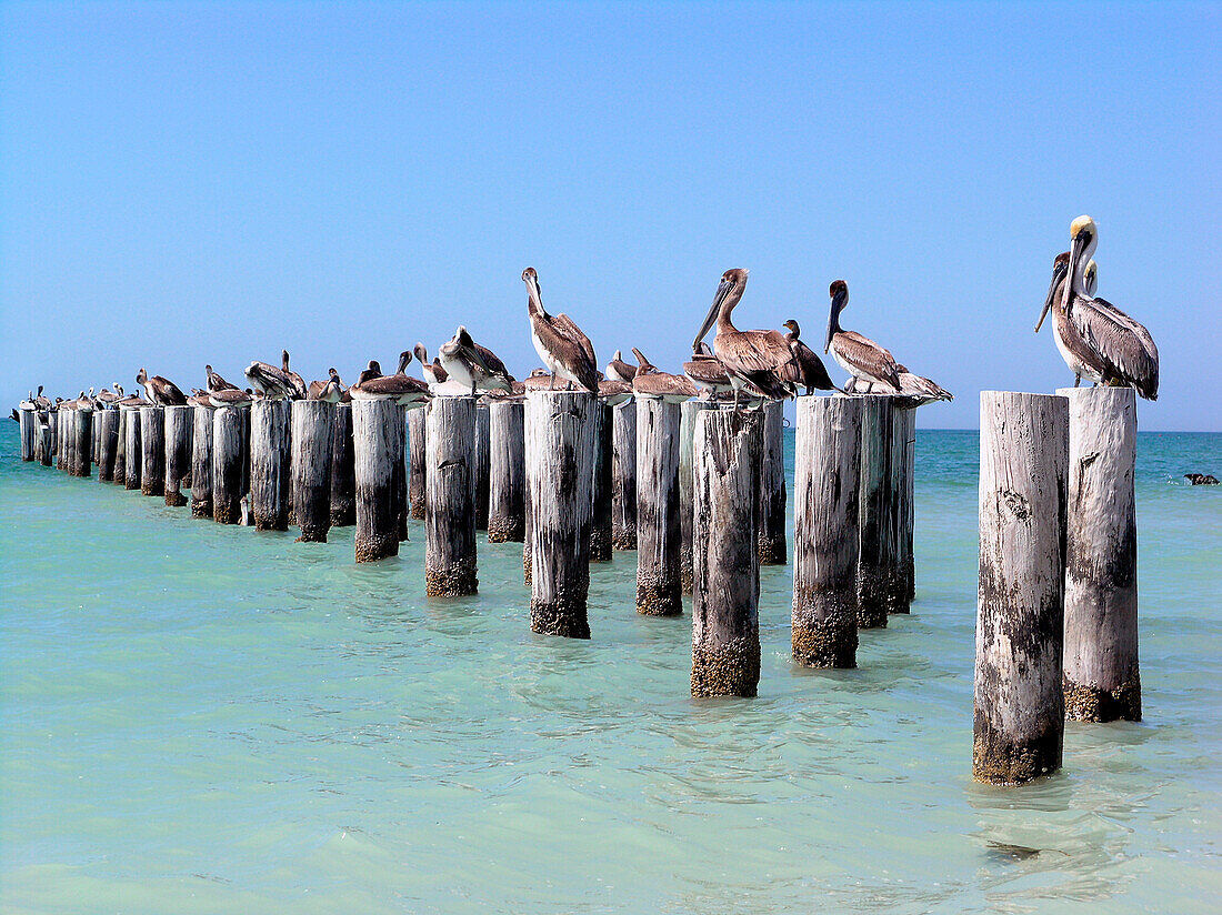 Pelicans sitting on wooden poles, Key West, Florida, America