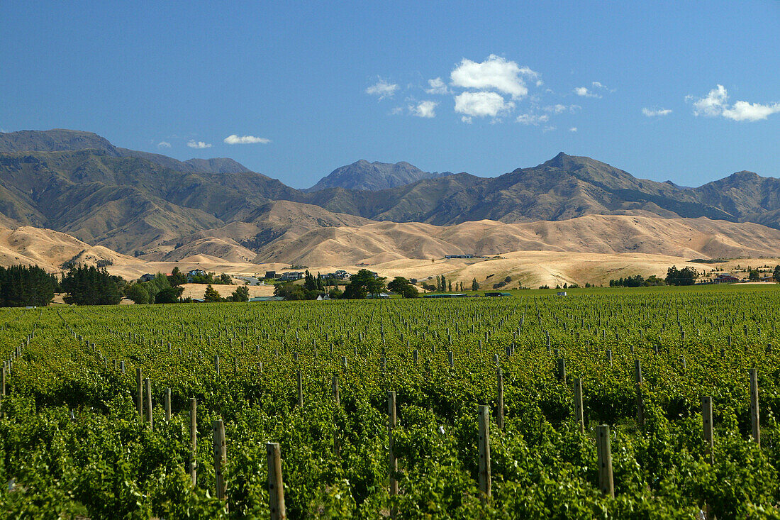Vineyard near Blenheim, NZ, Wine-growing area, Marlborough, South Island, Weinanbau
