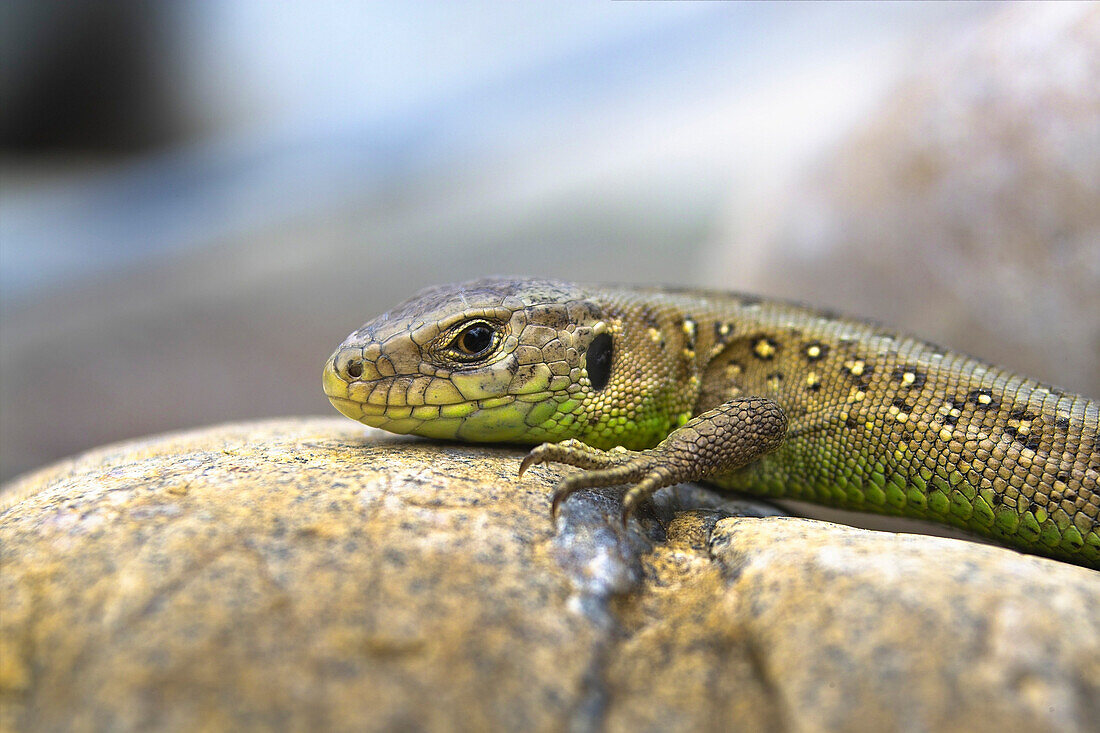 A sand lizard sitting on a stone