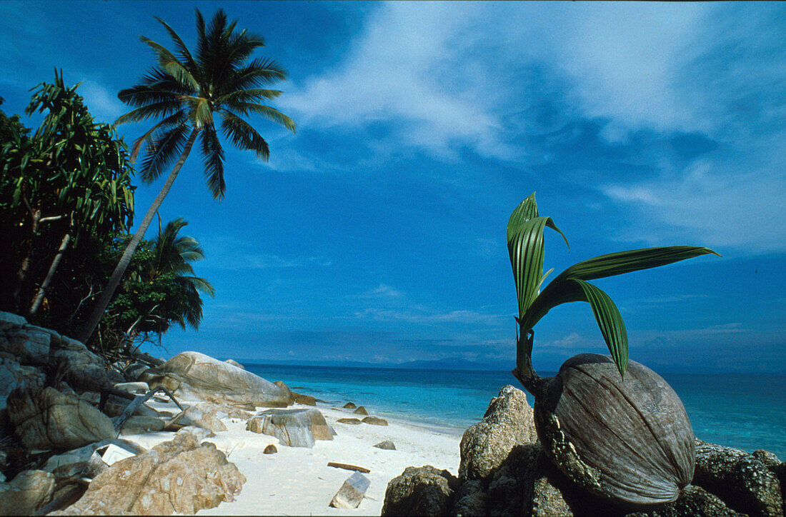 Palmensprößling, Insel, Malaysia