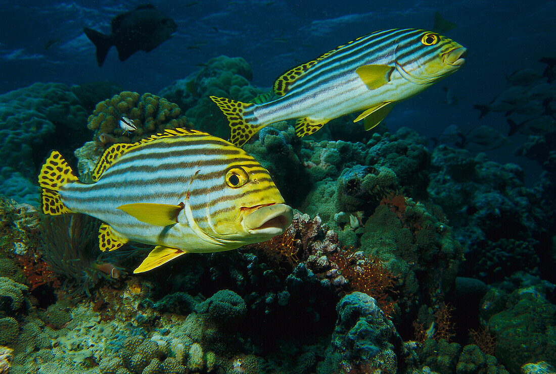 Sweet lips Fish, Maledives Underwater