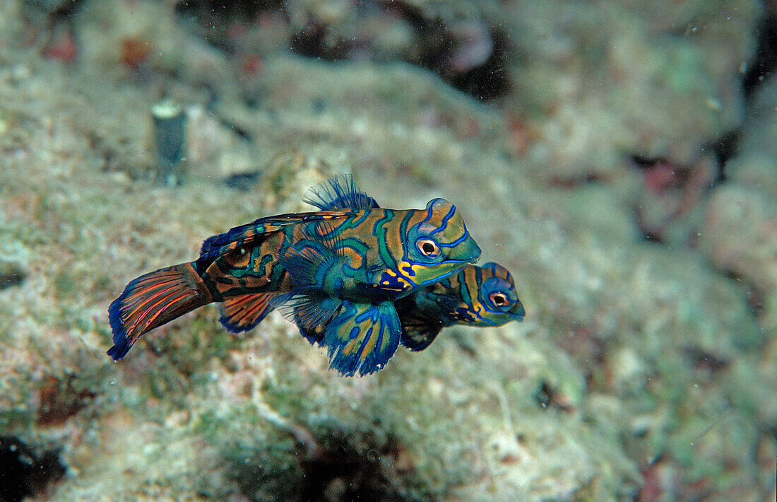 Mandarinfische, Mandarinfish, Synchiropus splendid, Synchiropus splendidus