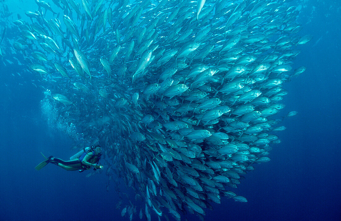 Bigeye trevally and scuba diver, Caranx sexfasciatus, Malaysia, Sipadan, Borneo, Celebessee