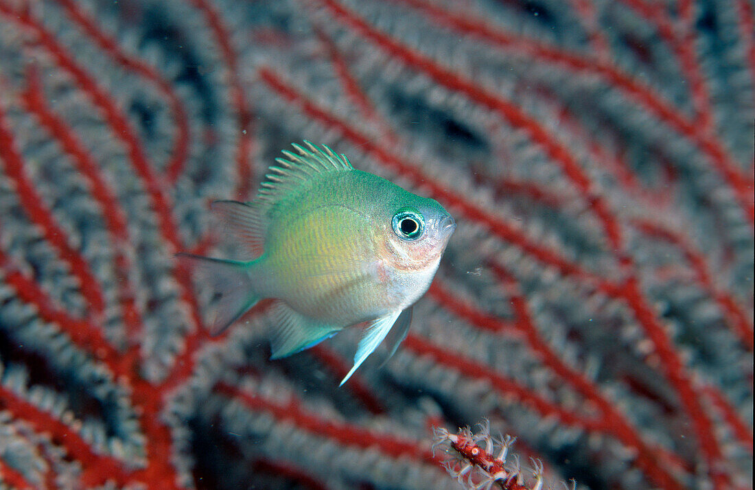 Brutpflege-Riffbarsch, Spiny chromis, Ambly curac, Ambly curacoa