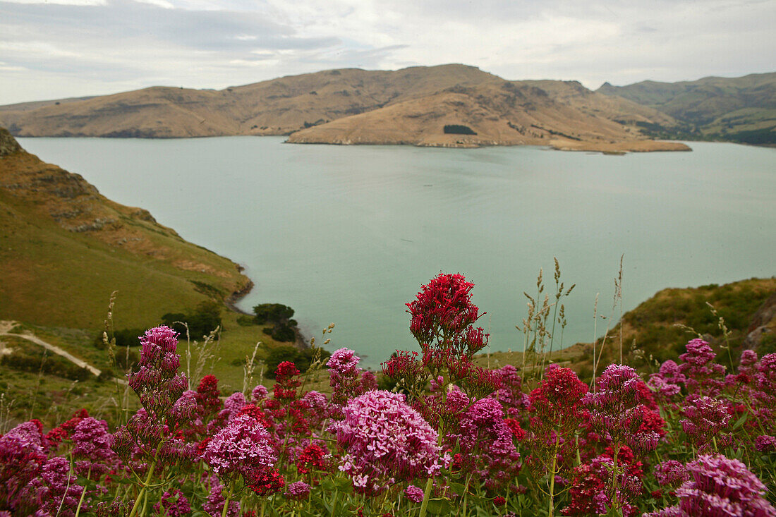 Blick auf Blumen und Küstenlandschaft unter Wolkenhimmel, Banks Halbinsel, Neuseeland, Ozeanien