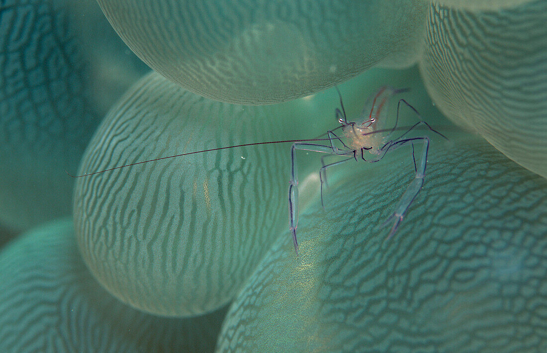 Bubble coral shrimp, Vir philippinensis, Seychelles, Indian ocean