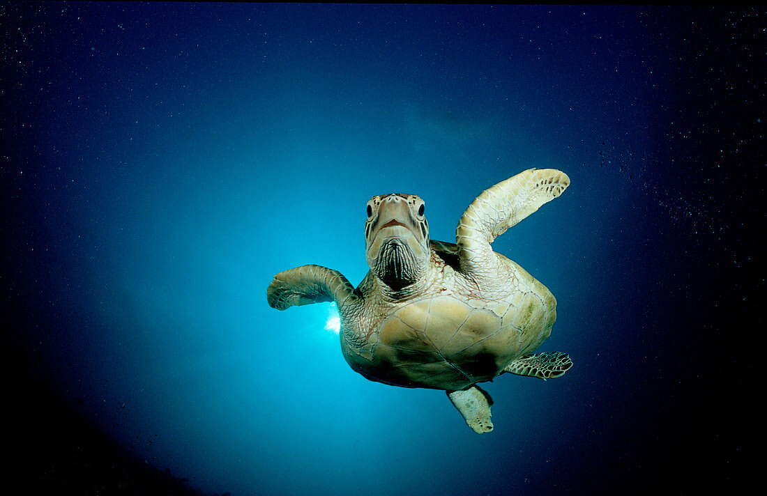 Suppenschildkröte, Meeresschildkröte, Green sea tu, Green sea turtle, green turtle, Chelonia mydas