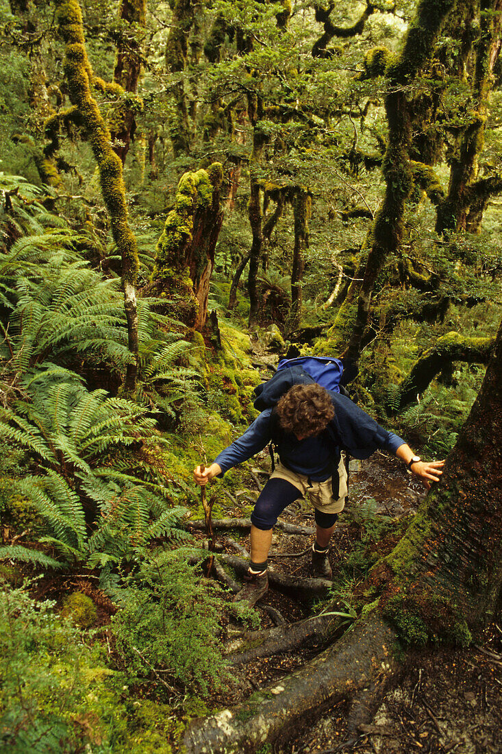 Trekking in moss-covered forest, Mountain beech forest overgrown with Moss and lichen, fairytale-like forest, Caples Track, Fiordland NP