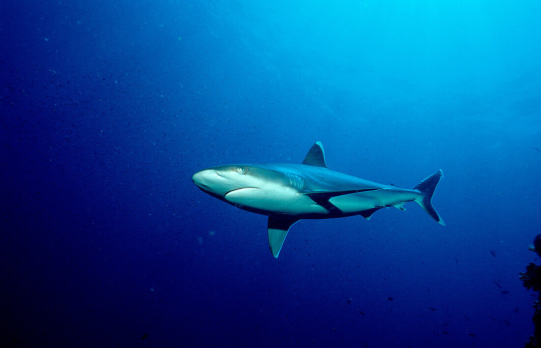 Silberspitzenhai, Silvertip shark, Carcharhinus al, Carcharhinus albimarginatus