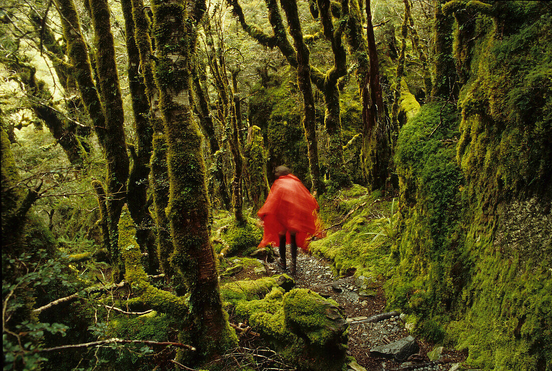 Hiker in red rain cape in forest, NZ, Tramper on Routeburn Track, moss covered rocks and beech trees, one of New Zealand's Great Walks, Wanderweg, 3-5 Tage subalpine forest, mountain and southern beech