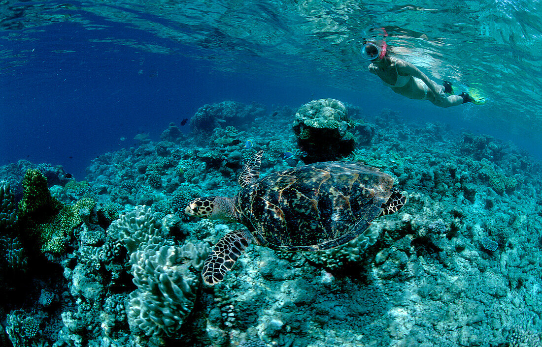 Suppenschildkröte und Schnorchler, Green Turtle an, Green Turtle and scin diver, Chelonia mydas