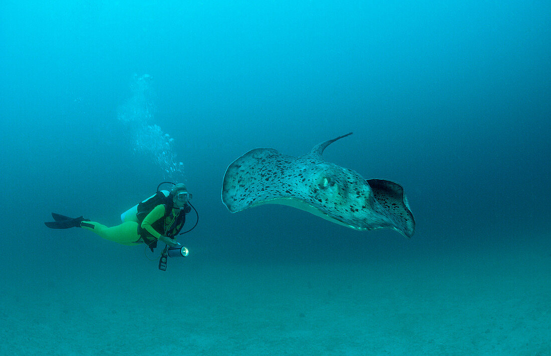 Black-spotted stingray and scuba diver, Taeniura meyeni, Maldives Islands,  Indian ocean, Ari Atol, Atoll