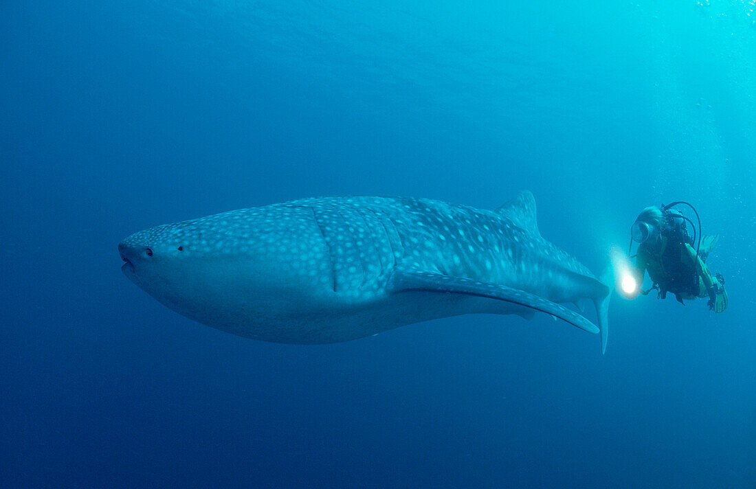 Female snorkeler swims with Whale shark, Rhincodon thypus, Maldives, Indian Ocean