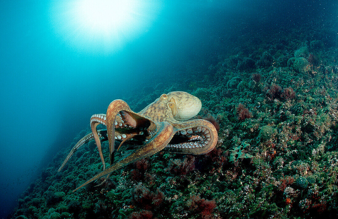 Gemeiner Krake, Oktopus, Octopus vulgaris, Spanien, Mittelmeer, Costa Brava