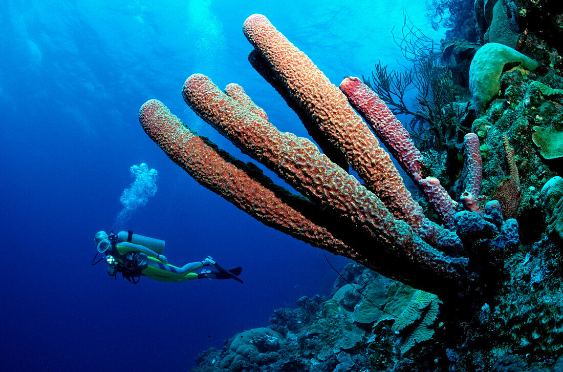 Scuba diver and Lavender Stovepipe sponge, Aplysina archeri, Dominica, French West Indies, Caribbean Sea