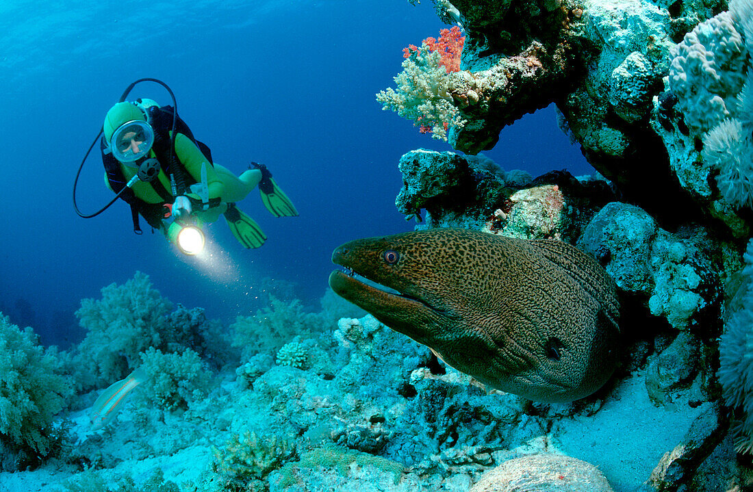 Giant moray and scuba diver, Gymnothorax javanicus, Egypt, Red Sea, Brother Islands