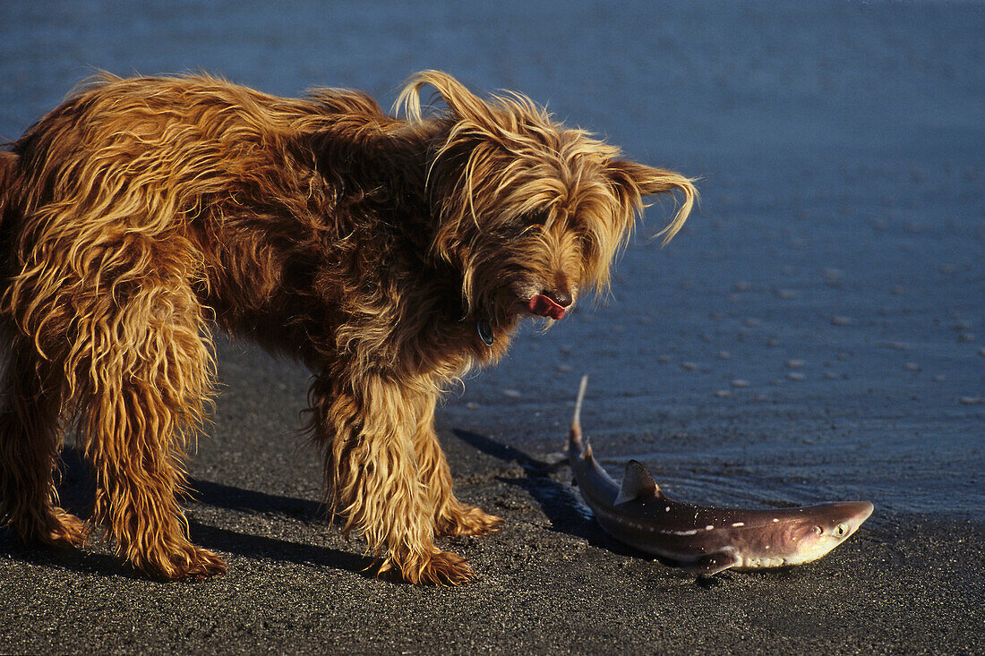 Charlie the dog catches a shark, Fishing dog, Charlie catches a baby shark, Hai, Hund