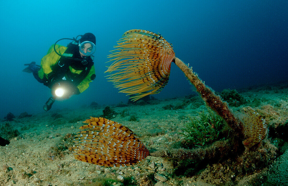 Fan worm and scuba diver, Spirographis spallanzani, Spain, Mediterranean Sea, Costa Brava