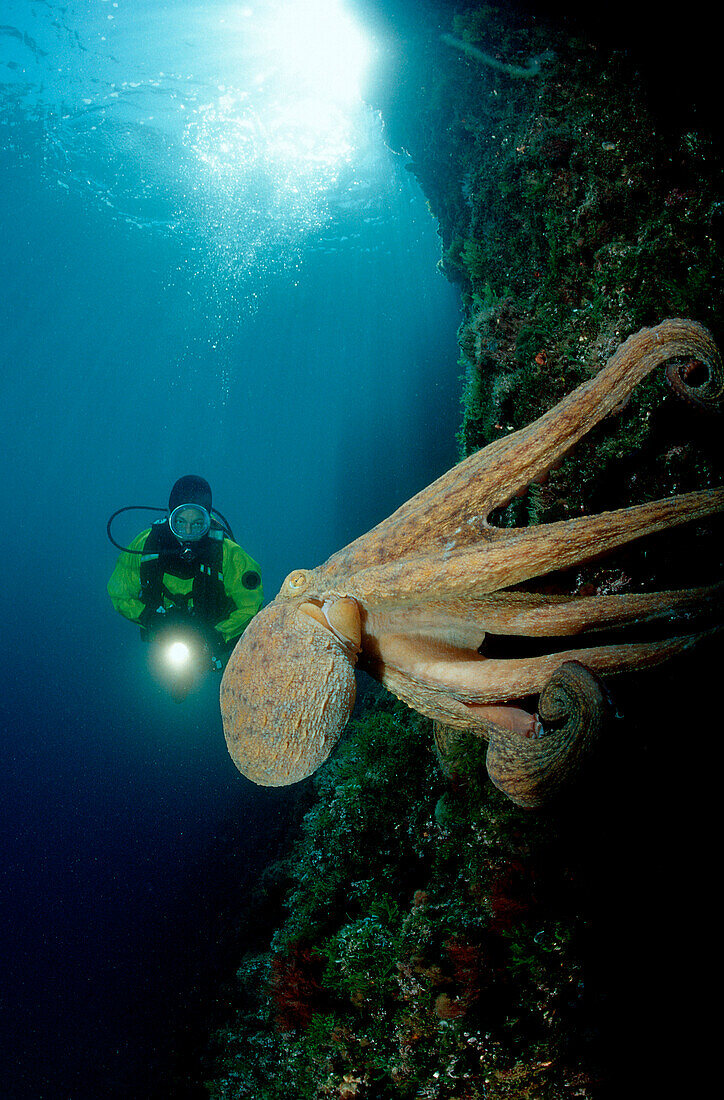 Gemeiner Krake und Taucher, Octopus vulgaris, Spanien, Mittelmeer, Costa Brava