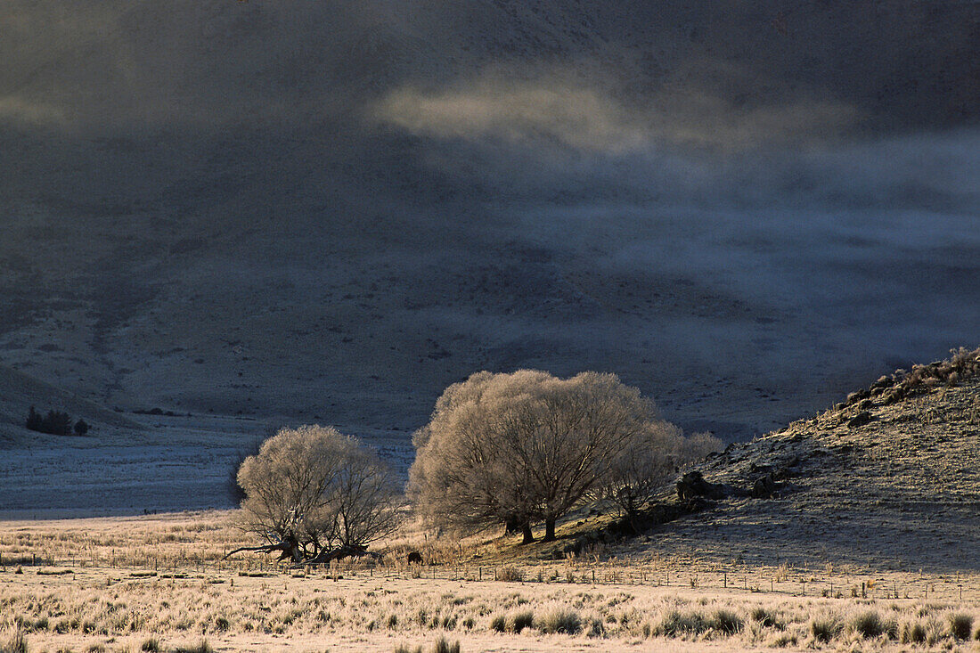 Landschaft mit Bäumen nach dem ersten Frost im Herbst, Mackenzie Country, Otago, Südinsel, Neuseeland, Ozeanien