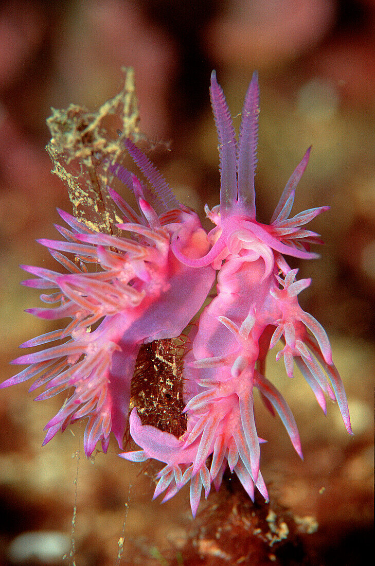 Violette Fadenschnecke bei der Paarung, mating nud, mating nudibranch, Flabellina affinis