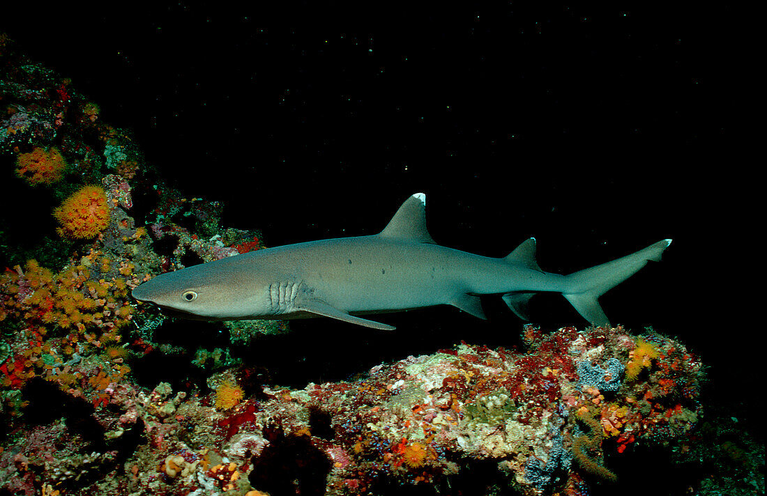 Weißspitzen-Riffhai, Whitetip reef shark, Triaeno, Triaenodon obesus