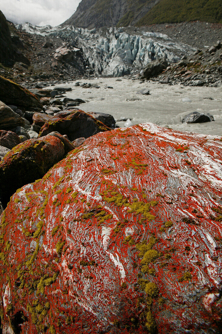 Rote Flechte auf einem Felsen, Fox Gletscher, Westland Nationalpark, Südinsel, Neuseeland, Ozeanien
