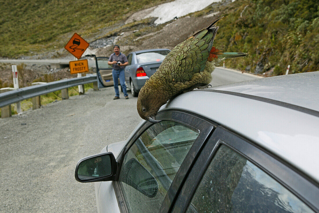 Kea on car window, Milford Pass, New Zealand's mountain parrot chews car rubber, windscreen wipers, Bergpapagei frisst Autogummi