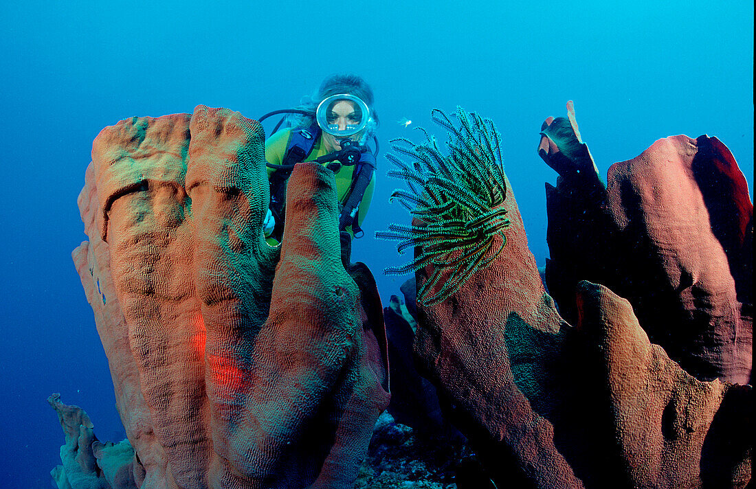 Elefantenohrschwamm und Taucherin, scuba diver and, scuba diver and elephant ear sponge