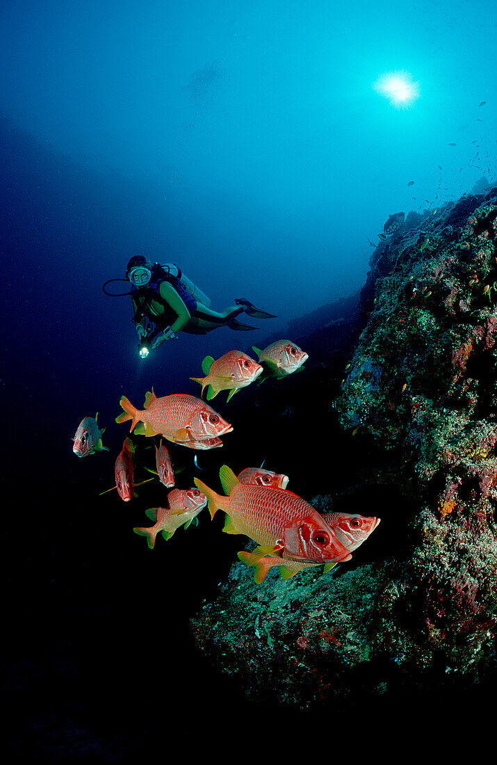 Taucher beobachtet Grossdorn-Husarenfisch unter Tischkoralle, Sargocentron spiniferum, Malediven, Indischer Ozean, Ari Atoll