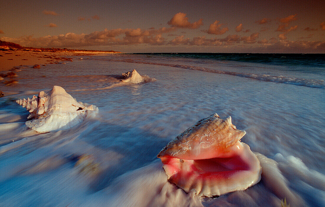 Conch at sandy beach