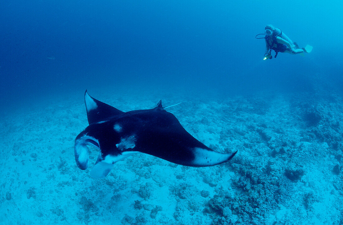 Manta ray and Diver, Manta Birostris, Maldives, Indian Ocean, Meemu Atoll
