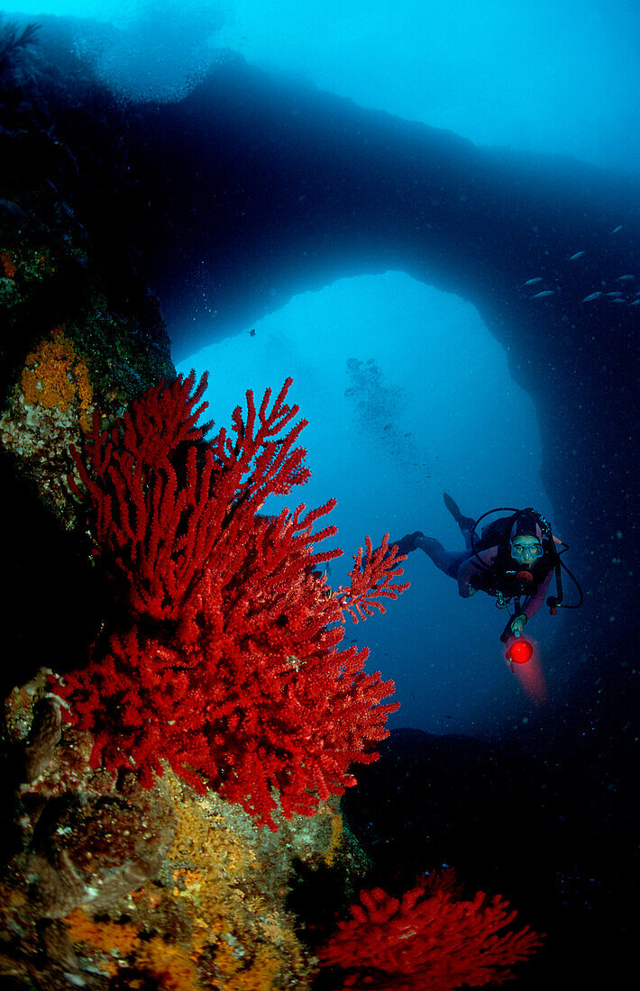 Scuba Diver and Red Corals, France, Mediterranean Sea, Marseille