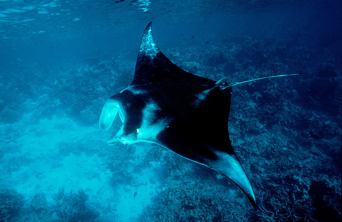 Mantarochen, Manta ray, Manta birostris