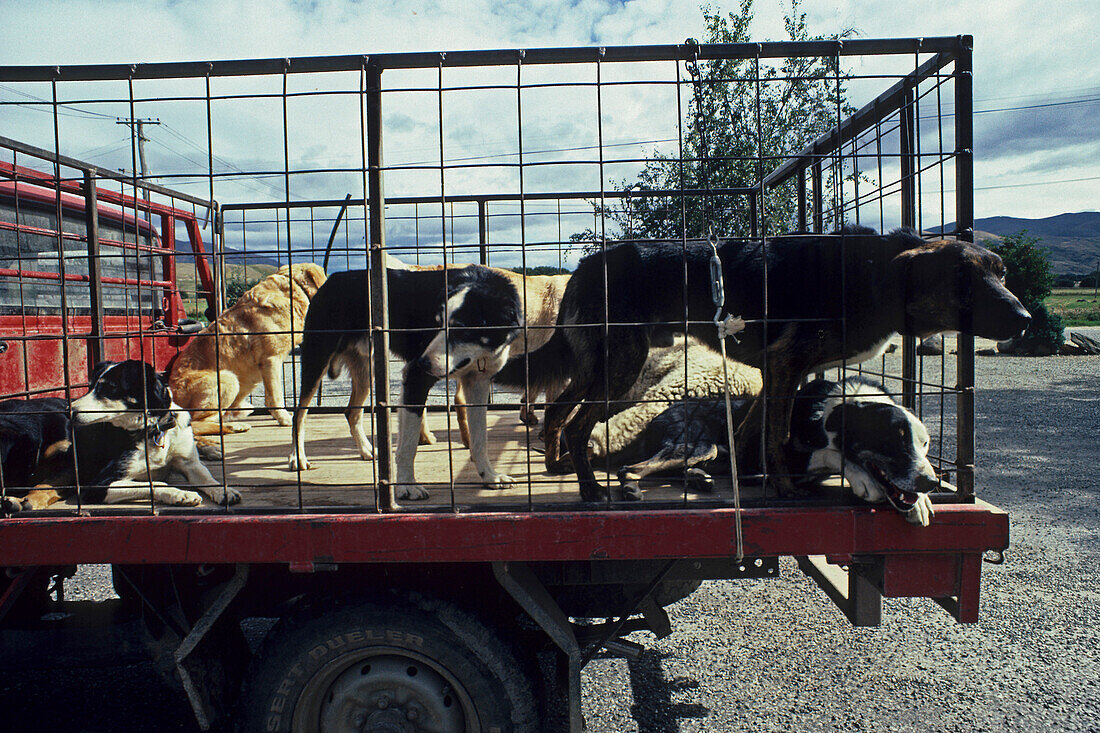 Sheep dogs in pick-up truck, NZ, Working dogs in truck, South Island, New Zealand